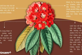 Du Xuân tháng Hai: Gợi ý một số địa điểm ngắm hoa