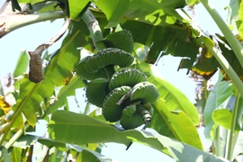 Mỗi buồng chuối bàn tay Phật của anh Trương Hoàn Thiện (xã Gia Kiệm, tỉnh Đồng Nai) trung bình có 8 nải, mỗi nải nặng từ 2-5kg. (Ảnh: Lê Xuân/TTXVN)