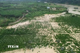 Mưa lũ gây ngập úng khoảng 200ha cây trồng tại xã Quảng Phú, tỉnh Lâm Đồng. (Ảnh: TTXVN phát)