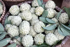 Na Lạng Sơn nổi tiếng với mẫu mã đẹp, vị ngọt thanh mát, cùi dầy ít hạt, hàm lượng dinh dưỡng cao. (Ảnh: Văn Đạt/TTXVN)