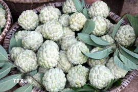 Na Lạng Sơn nổi tiếng với mẫu mã đẹp, vị ngọt thanh mát, cùi dầy ít hạt, hàm lượng dinh dưỡng cao. (Ảnh: Văn Đạt/TTXVN)