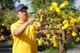 (Ảnh minh họa: Minh Phú/TTXVN)