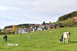 Bò sữa trên đồng cỏ bên ngoài nhà máy của hãng sữa Nestle ở Konolfingen, Thụy Sĩ. (Nguồn: THX/TTXVN)
