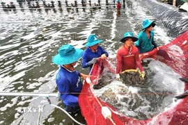 Giá tôm cao hơn từ 30-50% so với cùng kỳ năm 2025, người nuôi có lãi gần 100.000 đồng/1kg. (Nguồn: TTXVN phát)