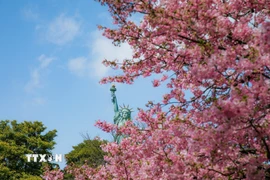 Những chùm hoa hồng rực rỡ ở Tokyo. (Ảnh: Xuân Giao/TTXVN)