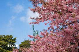 Những chùm hoa hồng rực rỡ ở Tokyo. (Ảnh: Xuân Giao/TTXVN)
