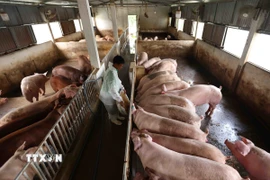 Hợp tác xã Minh Lợi ở xã Thọ Thành, huyện Yên Thành, mỗi năm cung cấp phục vụ thị trường khoảng 300 tấn thịt lợn được chăn nuôi theo tiêu chuẩn VietGap. (Ảnh: Vũ Sinh/TTXVN)