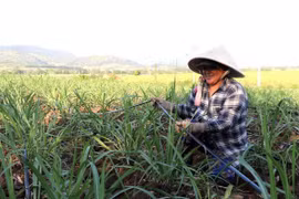 Chị Nguyễn Thị Linh (xã Suối Bạc, huyện Sơn Hòa, tỉnh Phú Yên) đầu tư hệ thống tưới nước nhỏ giọt để nâng cao năng suất mía. (Ảnh: Tường Quân/TTXVN)