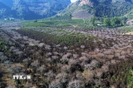 Một phần diện tích cây cà phê của nhân dân tại bản Muông Yên, xã Chiềng Cọ, thành phố Sơn La bị thiệt hại do sương muối gây ra. (Ảnh: Quang Quyết/TTXVN)