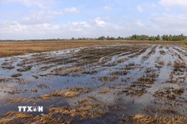 Nước ngọt được bơm lên ruộng phục vụ sản xuất vụ lúa Hè Thu 2025 tại Sóc Trăng. (Ảnh: Tuấn Phi/TTXVN)