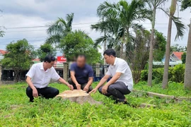 Gốc một cây xanh trong khuôn viên trụ sở xã Đông, huyện Kbang cũ (nay là trụ sở Đảng ủy xã Kông Bơ La, tỉnh Gia Lai) đã bị cưa hạ. (Ảnh: Hoài Nam/TTXVN)