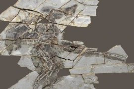 Các hóa thạch Anchiornis có niên đại 160 triệu năm tuổi. (Nguồn: Đại học Tel Aviv)