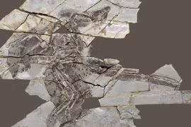 Các hóa thạch Anchiornis có niên đại 160 triệu năm tuổi. (Nguồn: Đại học Tel Aviv)