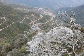 Băng giá xuất hiện tại các đỉnh Trống Páo Sang, Khau Phạ và Kháu Nha thuộc xã La Pán Tẩn; đỉnh Lùng Cúng thuộc xã Nậm Có (huyện Mù Cang Chải, Yên Bái). (Nguồn: TTXVN phát)