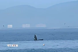 Ban Quản lý Vịnh Nha Trang cũng đề nghị các đơn vị tăng cường tuyên truyền nâng cao nhận thức cho cộng đồng, khách du lịch và người điều khiển phương tiện về trách nhiệm bảo vệ loài cá voi và động vật biển hoang dã. (Ảnh: TTXVN phát)