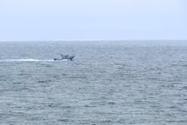 Một chiếc thuyền tìm kiếm những người sống sót sau vụ tai nạn máy bay gần Point Loma, San Diego. (Nguồn: KGTV)