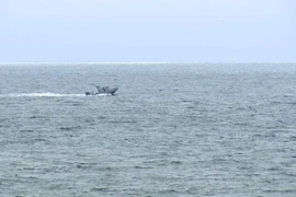 Một chiếc thuyền tìm kiếm những người sống sót sau vụ tai nạn máy bay gần Point Loma, San Diego. (Nguồn: KGTV)