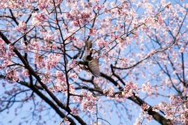 Năm nay, hoa anh đào tại Tokyo nở sớm hơn mức trung bình nhiều năm và sớm hơn 5 ngày so với năm ngoái. (Ảnh: Xuân Giao/TTXVN)