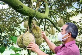 Nông dân xã Đạ rsal, huyện Đam Rông, tỉnh Lâm Đồng, chăm sóc cây sầu riêng. (Ảnh Chu Quốc Hùng/TTXVN)