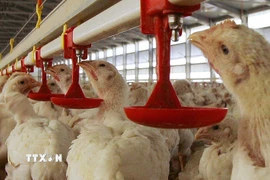 Gia cầm được nuôi tại trang trại. (Nguồn: AFP/TTXVN)