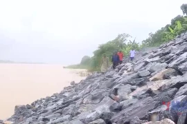 Triển khai công tác đảm bảo đê điều ứng phó lũ trên các sông
