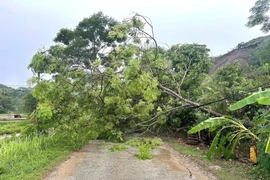 Dông lốc khiến cây cối tại Lào Cai bị gãy đổ. (Ảnh: TTXVN phát)
