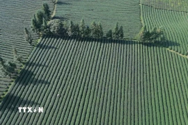 Diện tích trồng chè tập trung tại xã Bình Thuận, tỉnh Sơn La. (Ảnh: Quang Quyết/TTXVN)