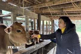 Các địa phương ở tỉnh Cao Bằng đã chủ động triển khai công tác tuyên truyền, hướng dẫn người dân che chắn chuồng trại, dự trữ thức ăn cho đàn vật nuôi. (Ảnh: Chu Hiệu/TTXVN)