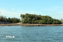 Màu xanh của những cánh rừng ngập mặn nơi xã đảo Tam Hải (Đà Nẵng). (Ảnh: Đỗ Trưởng/TTXVN)