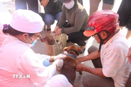 Tiêm phòng vaccine dại cho chó nuôi. (Ảnh: Hoàng Nhị/TTXVN)