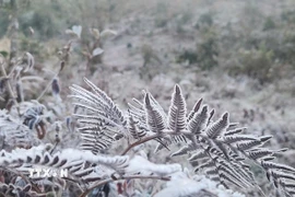 Băng giá phủ trắng cây cỏ Y Tý. (Ảnh minh họa: Hương Thu/TTXVN)