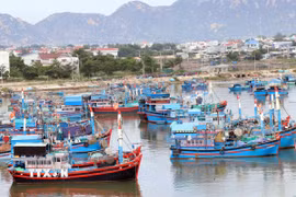 Nhiều tàu thuyền đã vào neo đậu trú bão tại Cảng Ninh Chử, phường Ninh Chử, Khánh Hòa. (Ảnh: Công Thử/TTXVN)
