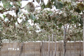 Sau khi nước lũ rút, những vườn nho ở xã Ninh Phước (Khánh Hòa) bị lớp bùn phủ đầy quả, lá vàng úa, cây héo rũ. (Ảnh: Nguyễn Thành/TTXVN)