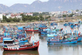 Nhiều tàu thuyền đã vào neo đậu trú bão tại Cảng Ninh Chử, phường Ninh Chử, Khánh Hòa. (Ảnh: Công Thử/TTXVN)
