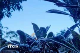 Băng giá phủ trắng cây cỏ ở Y Tý (Lào Cai). (Ảnh: Hương Thu/TTXVN)