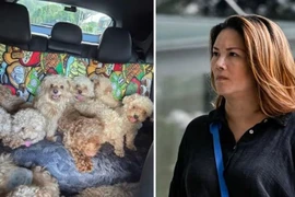 Bà Moss không có giấy phép và không thực hiện gắn chip nhận dạng cho đàn chó. (Nguồn: CNA)