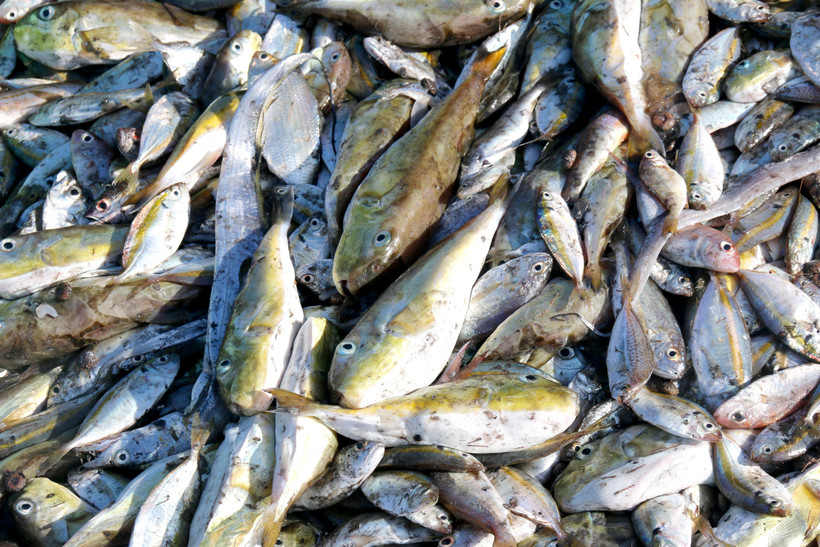 Cá nóc nằm lẫn lộn với các loại các biển khác được ngư dân đánh bắt đưa lên bờ. (Ảnh: TTXVN)