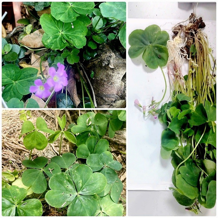 Cây me đất bệnh nhân hái đun nước uống dẫn đến suy thận. (mẫu do bệnh nhân cung cấp)