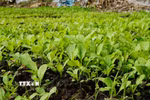 Vườn rau được bón phân hữu cơ sản xuất từ rơm và phát triển tốt. (Ảnh: Nhựt An/TTXVN)