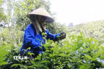 Trồng chè chất lượng cao ở xã Hưng Khánh, tỉnh Lào Cai. (Ảnh: Tiến Khánh/TTXVN)