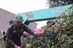 Dông lốc làm đổ ngã nhiều cây xanh và sập nhà ở Đồng Tháp