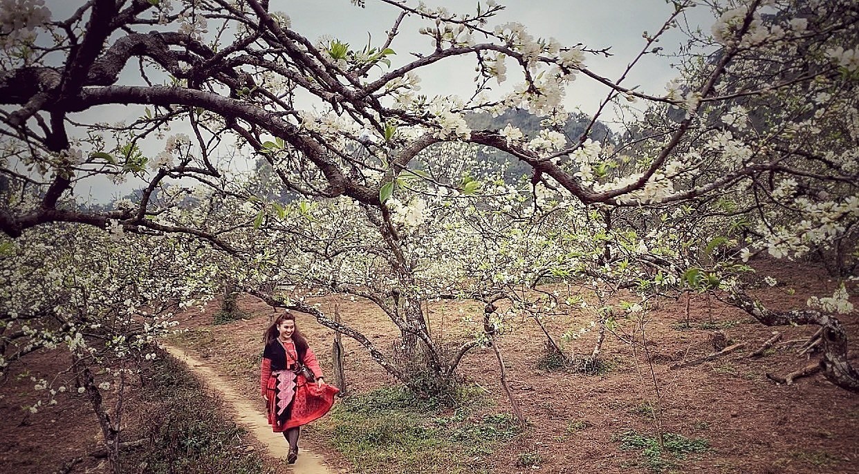 Nhiều gia đình Việt chọn hành trình du Xuân xuyên Tết đầu năm đến những bản làng xa xôi với những triền mận, mơ trắng xóa. (Ảnh: Mai Mai/Vietnam+)