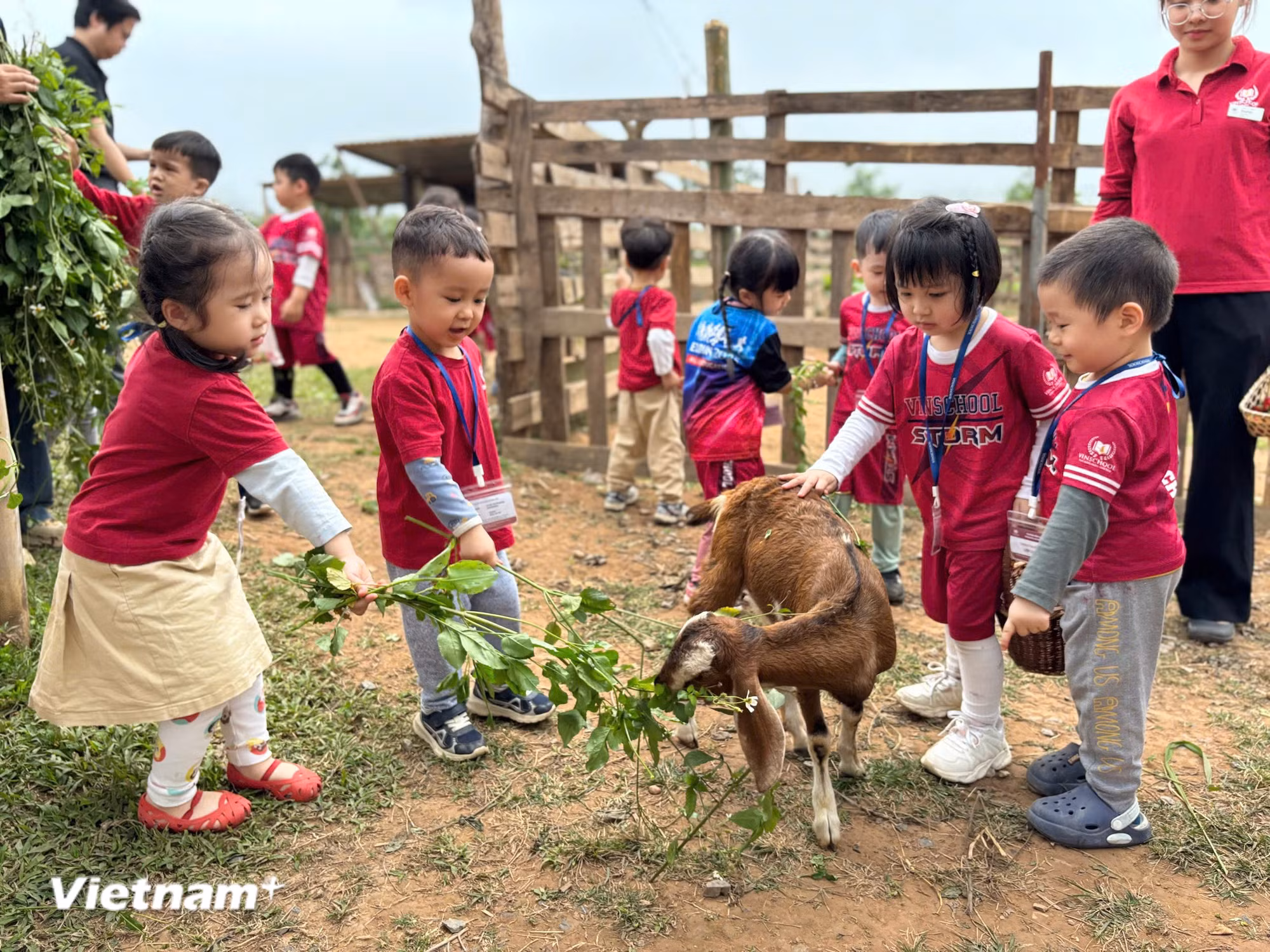 Các "du khách nhí" trải nghiệm cho dê ăn cỏ ở một nông trại ngoại thành Hà Nội. (Ảnh: CTV/Vietnam+)