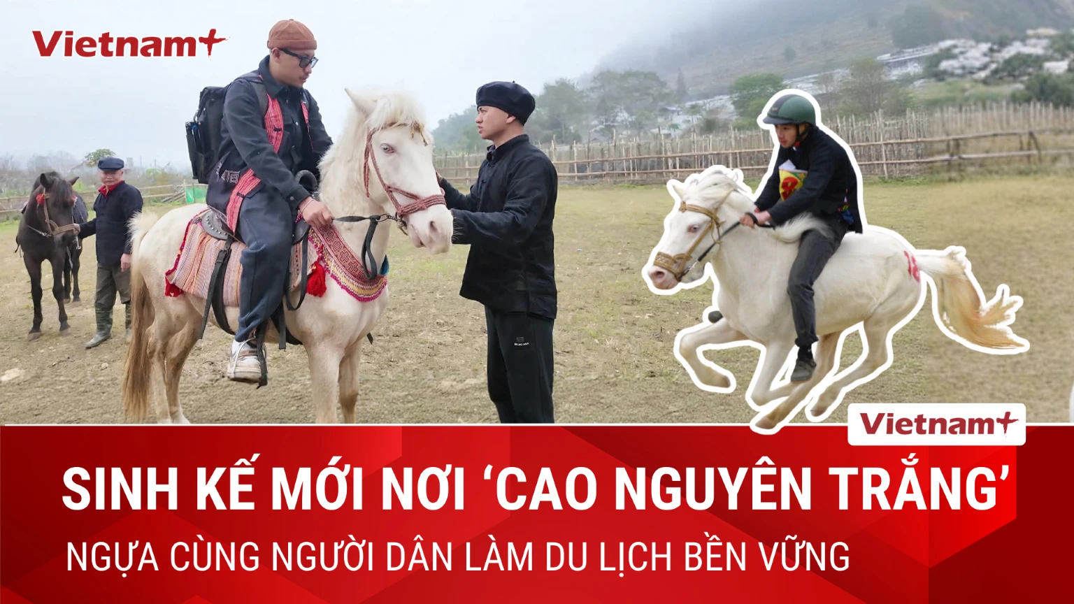 Ngựa Tùng Vó Điểm Nhãn Độc Đáo: Điểm Hút Khách Du Lịch Tới Cao Nguyên Tràng