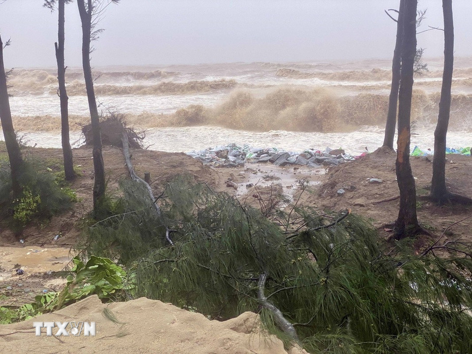 Nước biển dâng cao kèm sóng mạnh khiến cây cối tại khu vực đê Hội Thống bị bật gốc, gãy đổ. (Ảnh: Hữu Quyết/TTXVN)