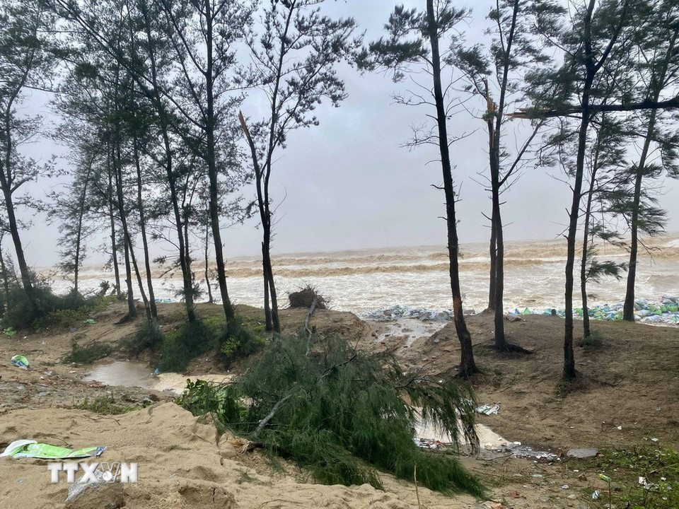 Nước biển dâng cao kèm sóng mạnh khiến cây cối tại khu vực đê Hội Thống bị bật gốc, gãy đổ. (Ảnh: Hữu Quyết/TTXVN)