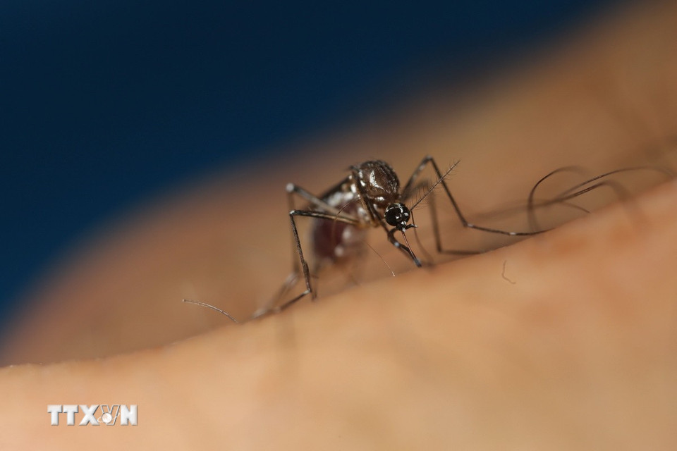 Trung tâm Phòng ngừa và Kiểm soát Dịch bệnh châu Âu (ECDC) cho biết, tính đến ngày 13/8 vừa qua đã có 8 quốc gia châu Âu báo cáo về 335 trường hợp nhiễm virus Tây sông Nile do muỗi truyền, trong đó có 19 ca tử vong. Italy là quốc gia bị ảnh hưởng nặng nề nhất, với 274 ca nhiễm. Muỗi Aedes albopictus - loài muỗi có thể lây truyền virus chikungunya - hiện đã xuất hiện ở 369 khu vực thuộc 16 quốc gia châu Âu, tăng thêm 255 khu vực so với cách đây 1 thập kỷ. Trong khi đó, tại châu Á, Trung Quốc cũng ghi nhận hơn 7.000 ca mắc Chikungunya do muỗi truyền bệnh, chủ yếu tập trung ở tỉnh Quảng Đông. (Nguồn: THX/TTXVN)