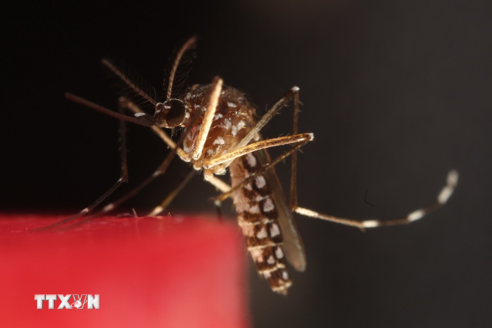 Trung tâm Phòng ngừa và Kiểm soát Dịch bệnh châu Âu (ECDC) cho biết, tính đến ngày 13/8 vừa qua đã có 8 quốc gia châu Âu báo cáo về 335 trường hợp nhiễm virus Tây sông Nile do muỗi truyền, trong đó có 19 ca tử vong. Italy là quốc gia bị ảnh hưởng nặng nề nhất, với 274 ca nhiễm. Muỗi Aedes albopictus - loài muỗi có thể lây truyền virus chikungunya - hiện đã xuất hiện ở 369 khu vực thuộc 16 quốc gia châu Âu, tăng từ 114 khu vực cách đây 1 thập kỷ. Trong khi đó, tại châu Á, Trung Quốc cũng ghi nhận hơn 7.000 ca mắc Chikungunya do muỗi truyền bệnh, chủ yếu tập trung ở tỉnh Quảng Đông. (Nguồn: THX/TTXVN)