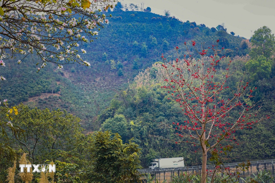 Las flores de algodón rojo y las flores de bauhinia blanca florecen en el paso Pha Din. (Foto: Xuan Tu/VNA)