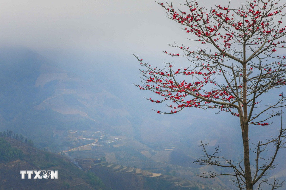 El árbol del algodón se alza alto y florece con racimos de flores de color rojo brillante. (Foto: Xuan Tu/VNA)